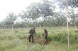 Nông trường Phú Xuân mang thu nhập cho đồng bào